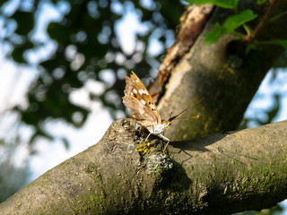 Butterfly sitting on a tree with outstretched wings.