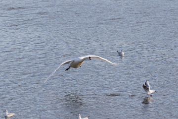 Cygne Cygnus