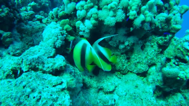 ангел  A pair of longfin bannerfish (Heniochus acuminatus) swim near a coral reef, Red sea, Sharm El Sheikh, Sinai Peninsula, Egypt
