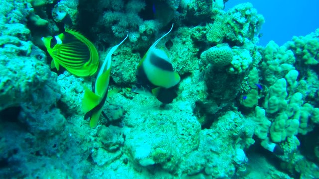 A pair of longfin bannerfish (Heniochus acuminatus) swimming near a coral reef, Red sea, Sharm El Sheikh, Sinai Peninsula, Egypt
