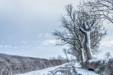 Winter Lane