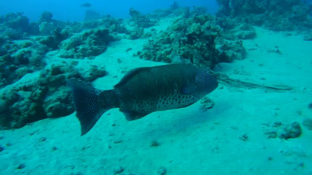 Coral Cod (Plectropomus maculatus) swimming over a sandy bottom, Red sea, Sharm El Sheikh, Sinai Peninsula, Egypt
