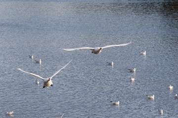 Cygne Cygnus