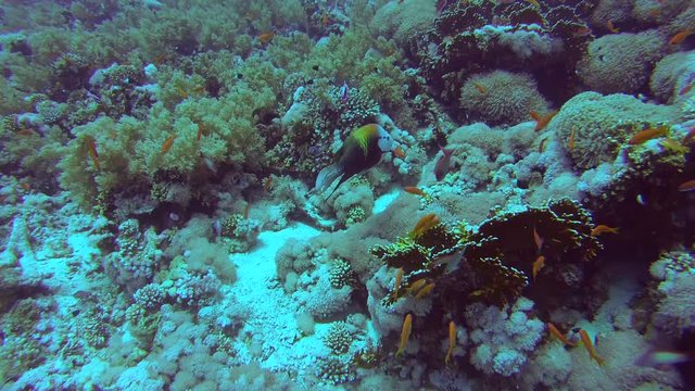  school of fish Slingjaw Wrasse (Epibulus insidiator) swimming near reef, Red sea, Sharm El Sheikh, Sinai Peninsula, Egypt

