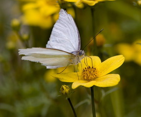 Great Southern White Moth Close Up