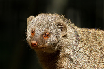 Mongoose