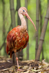 Scarlet ibis