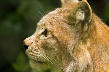 Fototapeta premium lynx profil