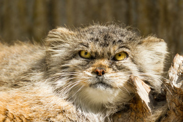 Pallas cat