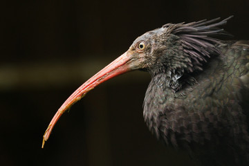 Northern bals ibis
