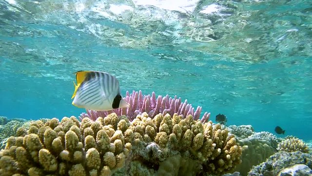 Threadfin Butterflyfish (Chaetodon auriga) It floats over the top of a shallow coral reef, Red sea, Sharm El Sheikh, Sinai Peninsula, Egypt
