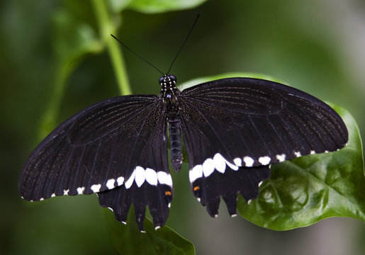 Black White Common Swallowtail Butterfly