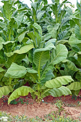 Tobacco plant in farm