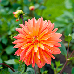 Colorful dahlia in a garden.