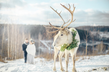Obraz premium The bride and groom stand behind the deer. Unusual winter wedding.