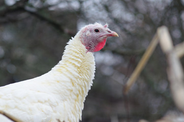 Portrait of white turkey closeup.