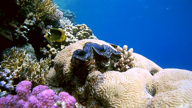 Striped fish butterfly (Chaetodon fasciatus) swims over the maxima clam or small giant clam (Tridacna Maxima) on the coral reef, Red sea, Sharm El Sheikh, Sinai Peninsula, Egypt
