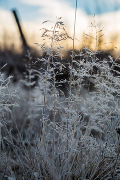 Frysta gr&auml;sstr&aring;n med rimfrost vid ett kalhygge