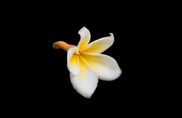 frangipani flower isolated