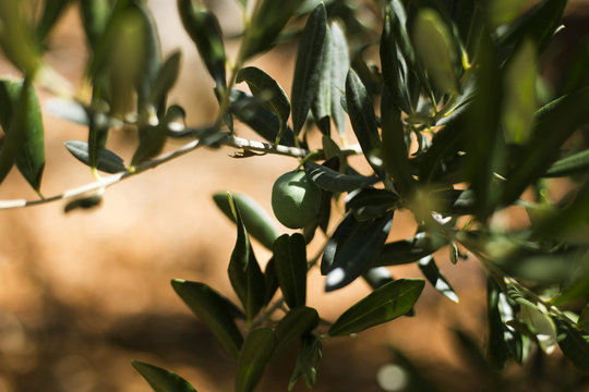 Organic olives on branch