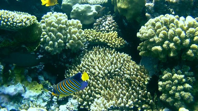 Bluebanded Angelfish (Pygoplites diacanthus), swims near coral reef, Red sea, Sharm El Sheikh, Sinai Peninsula, Egypt
