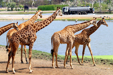 Naklejka na ściany i meble Beautiful animal giraffes in Thailand