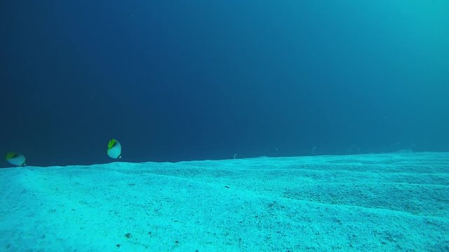 pair Threadfin Butterflyfish (Chaetodon auriga) swimming over a sandy bottom, Red sea, Sharm El Sheikh, Sinai Peninsula, Egypt
