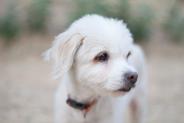 white little dog