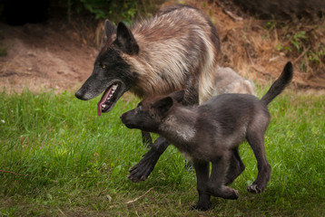 Naklejka premium Black Grey Wolf (Canis lupus) and Pup Trot Left