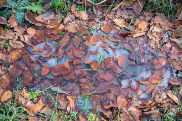 Frusen vattenpöl med infrysta boklöv
