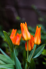 Flower tulips background. Beautiful view of orange tulips.