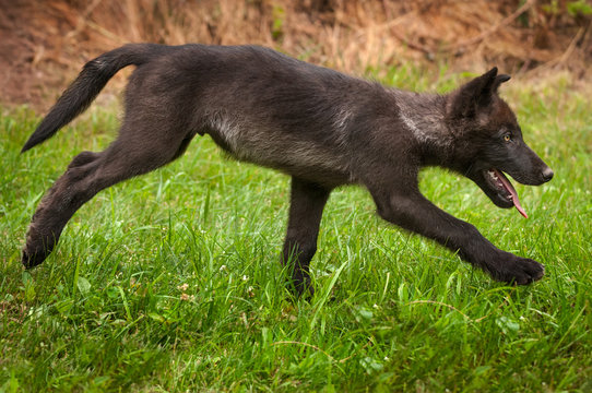 Grey Wolf (Canis lupus) Pup Runs Right