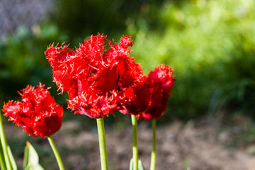 Red flower in summer or spring with green soft background.