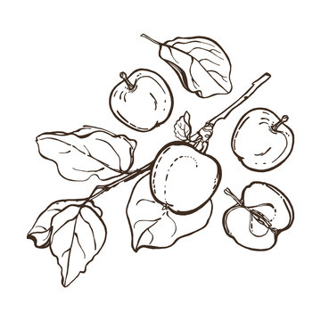 Apples on a branch with leaves. Contour plot. Hand drawn.