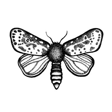 Butterfly. Insect night moth. Lepidoptera. Hand drawn.