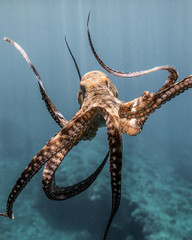 Hawaiian He'e (Octopus) © Justin