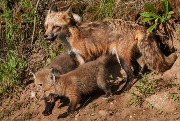 Red Fox Vixen (Vulpes vulpes) and Kits at Den