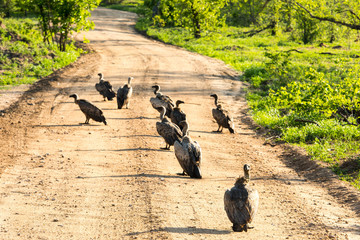 White-backed vultures feeding on carrion