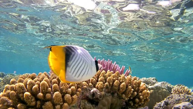 pair Threadfin Butterflyfish (Chaetodon auriga) quickly swims over beautiful shallow coral reef that is reflected from the surface of the water, Red sea, Sharm El Sheikh, Sinai Peninsula, Egypt
