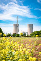 Gelbe Blumen vor Kühltürmen eines Kernkraftwerkes