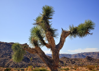 Fototapeta na wymiar Yucca Brevifolia Mojave Desert Joshua Tree National Park Califo
