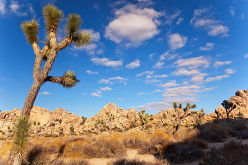 Yucca  Brevifolia Mojave Desert Joshua Tree National Park Califo