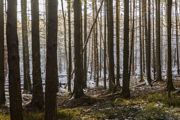 Trunks of pine trees in winter forest. The rime on trees of wild Northern nature. Fairytale forest in the lace of frost. Winter snow season in the wild.