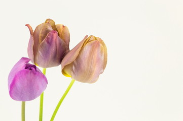 Fototapeta premium Purple tulips on white background