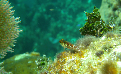 Blenny fish