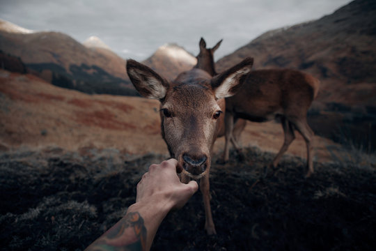 Man's hand touching deer outdoors