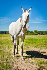 Schimmel - weißes Pferd auf einer Sommerwiese