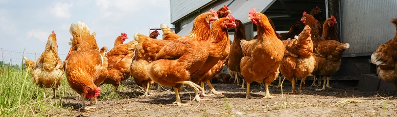 Foto auf Alu-Dibond Hähnchen Hühnerschar neben einen mobilen Hühnerhaus
