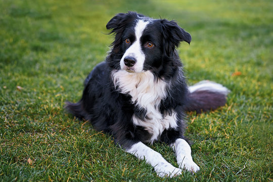Border Collie 8