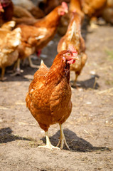 Freilaufendes Huhn mit Artgenossen draußen bei Sonnenschein